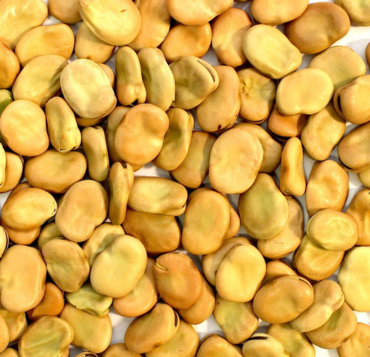 Broad Beans