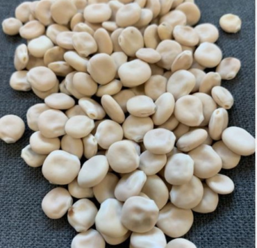 LUPINS – ANGUSTIFOLIUS